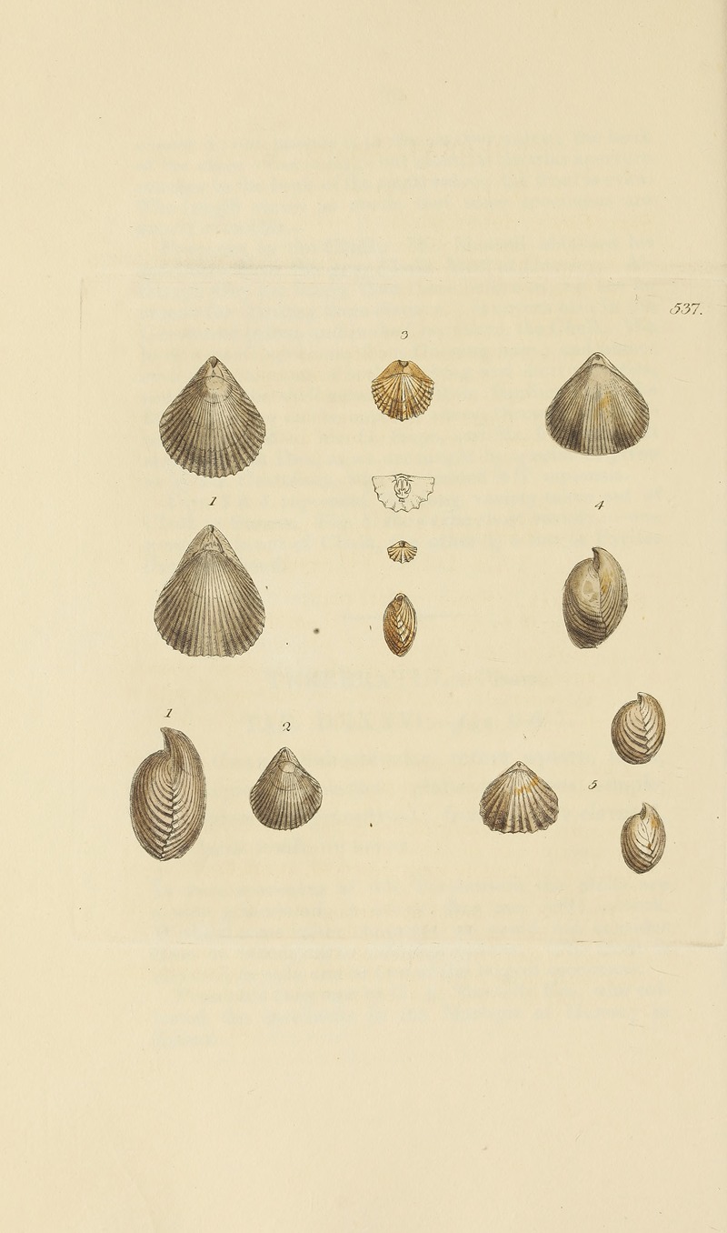 James Sowerby - The mineral conchology of Great Britain Pl.325