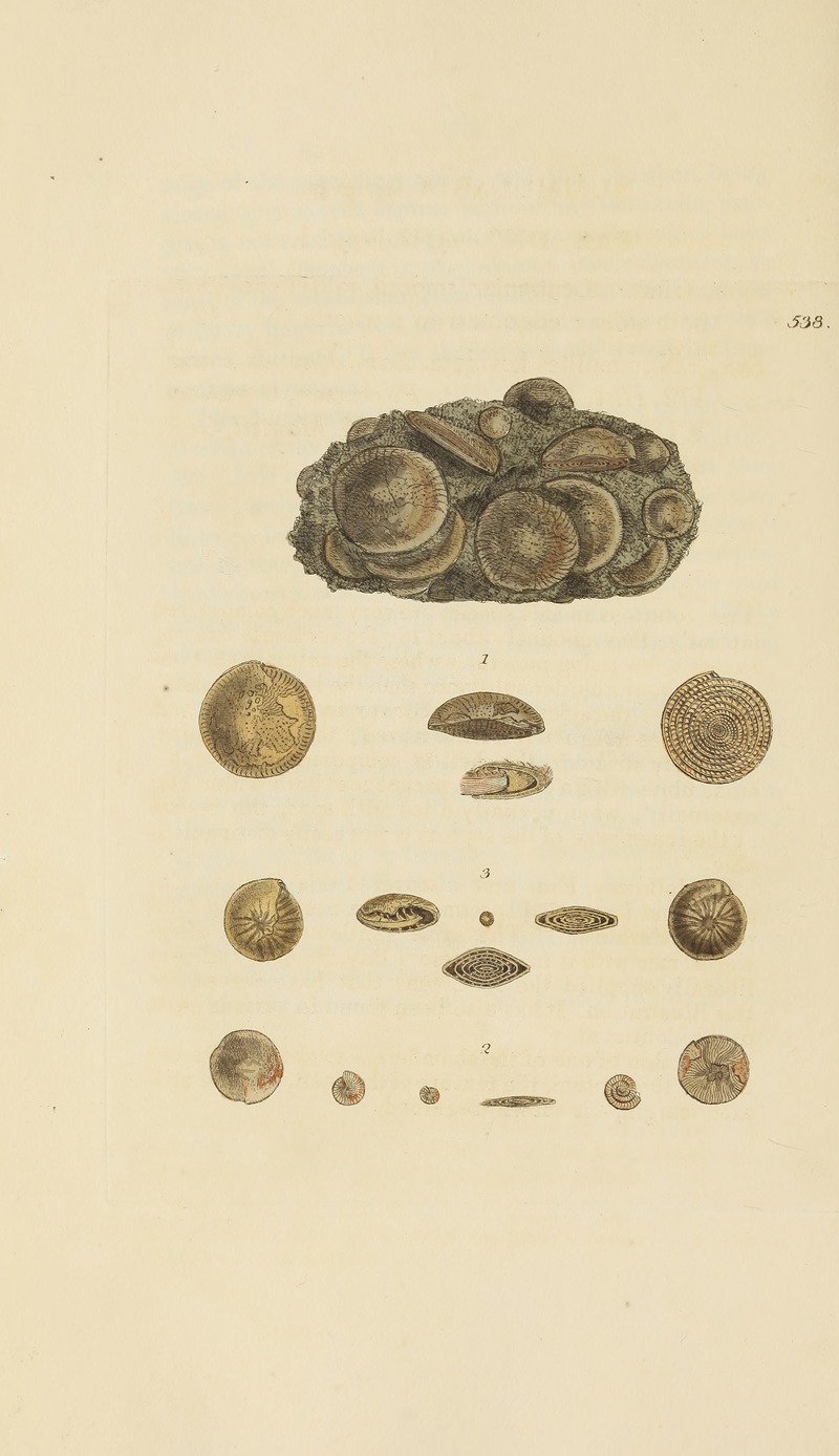 James Sowerby - The mineral conchology of Great Britain Pl.326