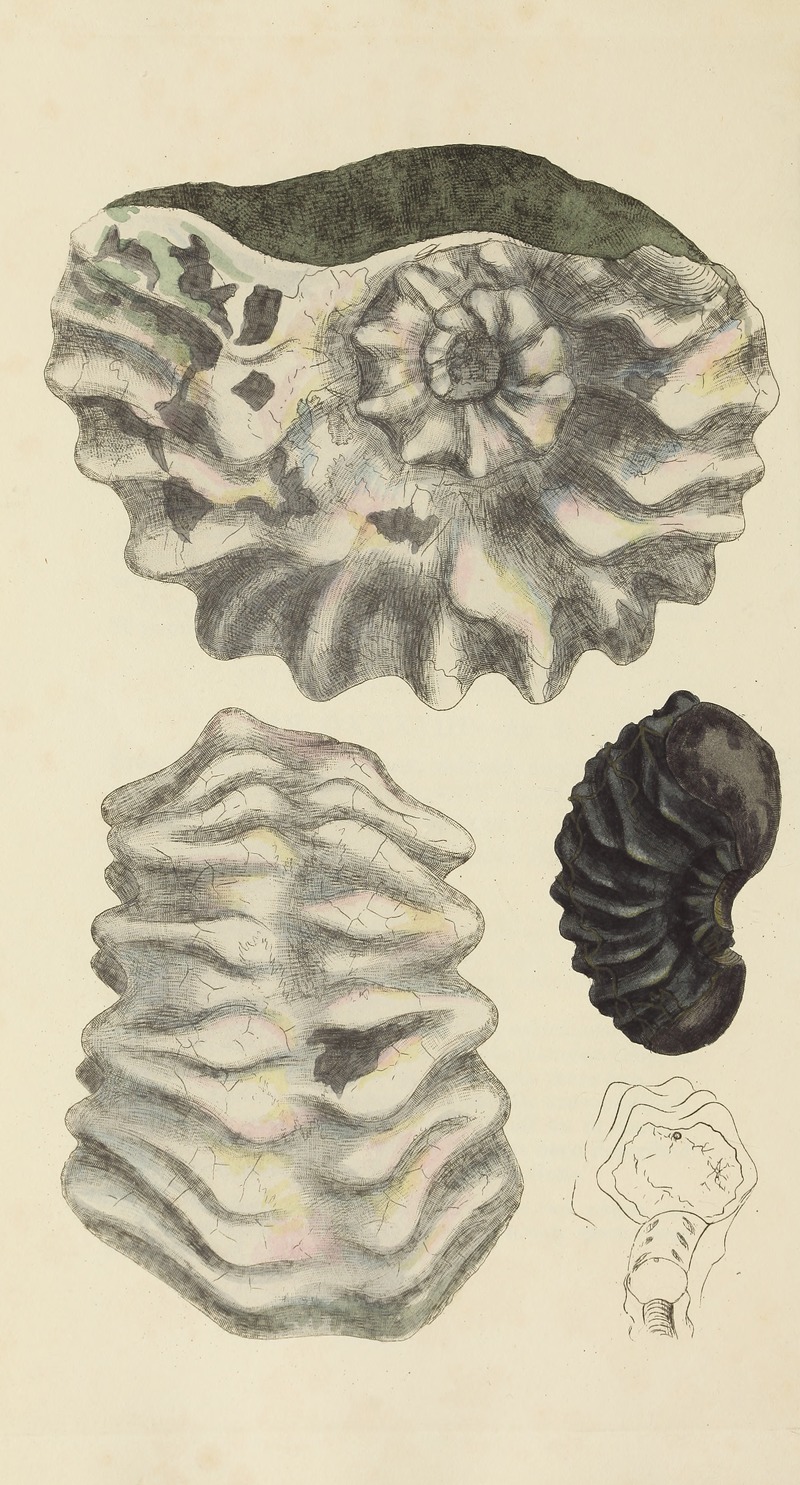 James Sowerby - The mineral conchology of Great Britain Pl.327