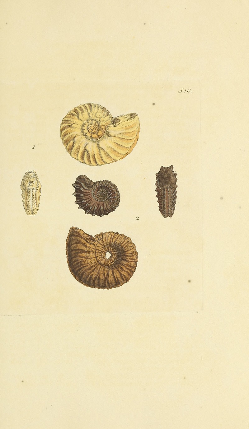 James Sowerby - The mineral conchology of Great Britain Pl.328
