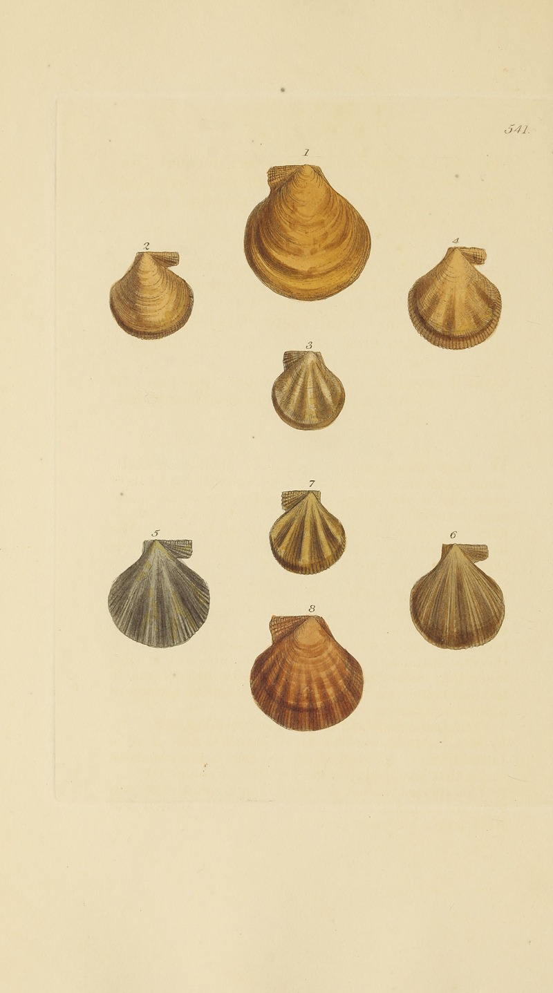 James Sowerby - The mineral conchology of Great Britain Pl.329