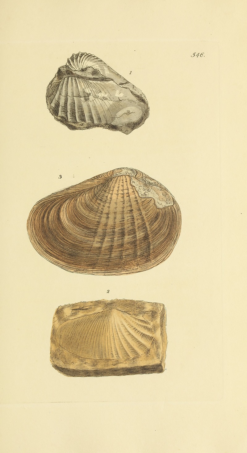 James Sowerby - The mineral conchology of Great Britain Pl.334