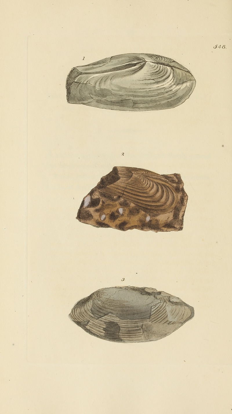James Sowerby - The mineral conchology of Great Britain Pl.336