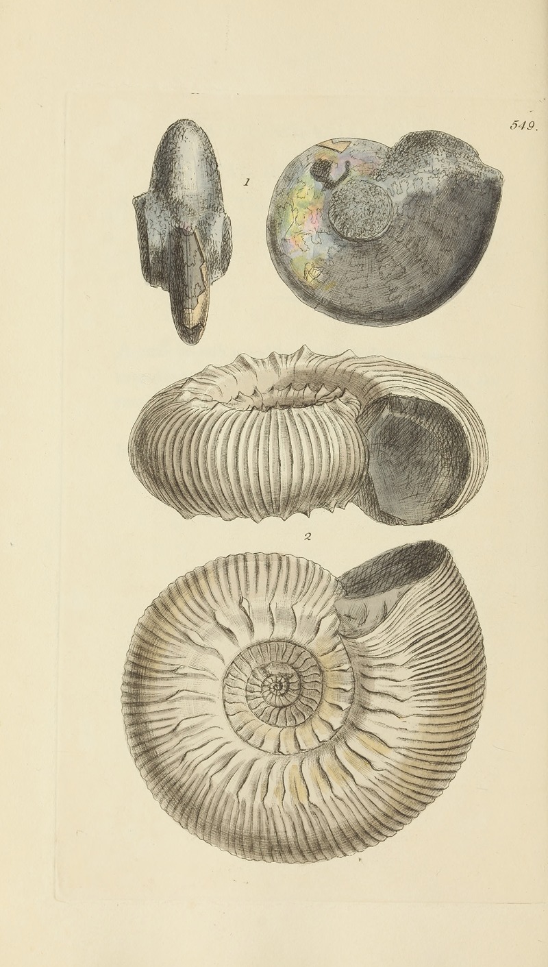 James Sowerby - The mineral conchology of Great Britain Pl.337
