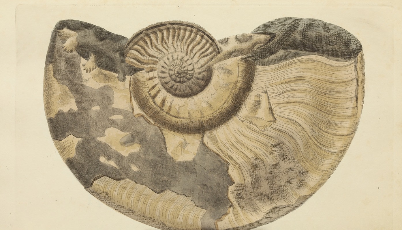 James Sowerby - The mineral conchology of Great Britain Pl.338