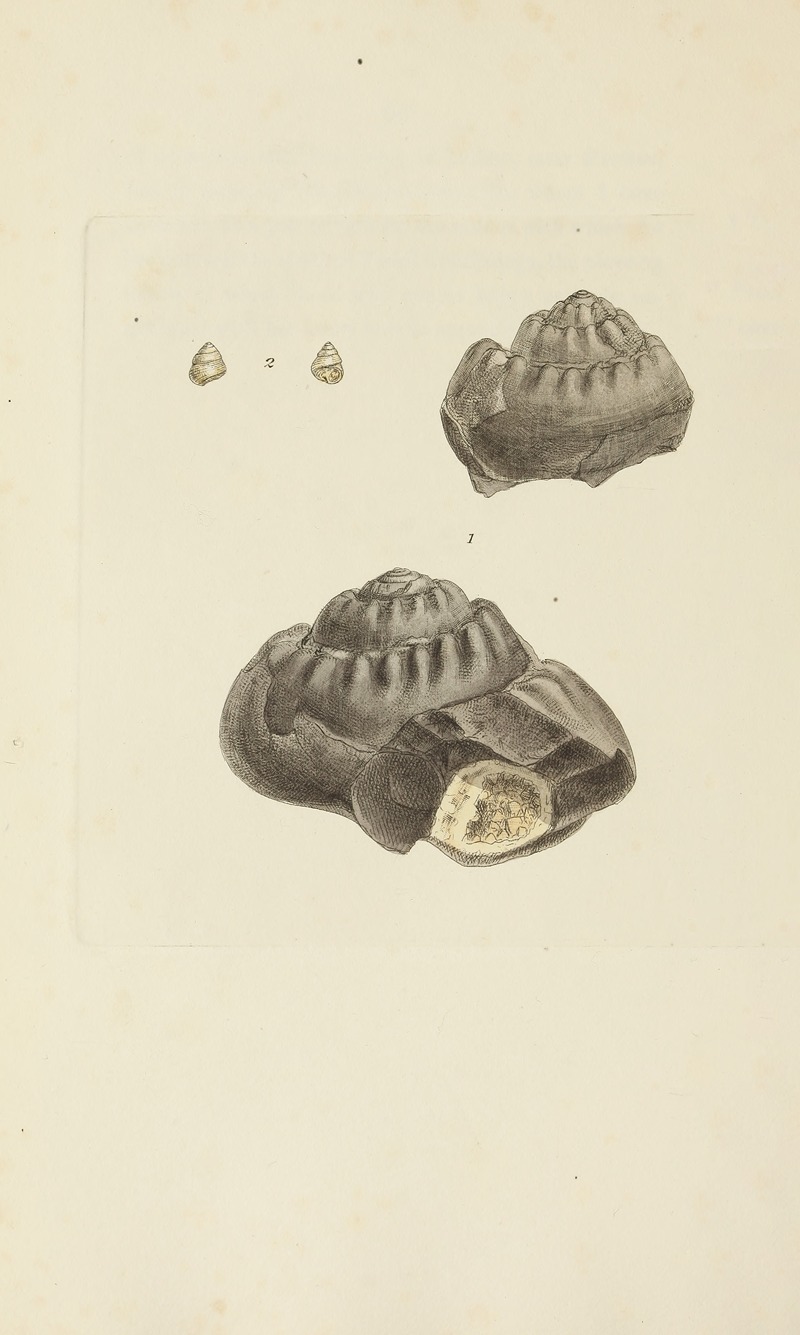 James Sowerby - The mineral conchology of Great Britain Pl.339