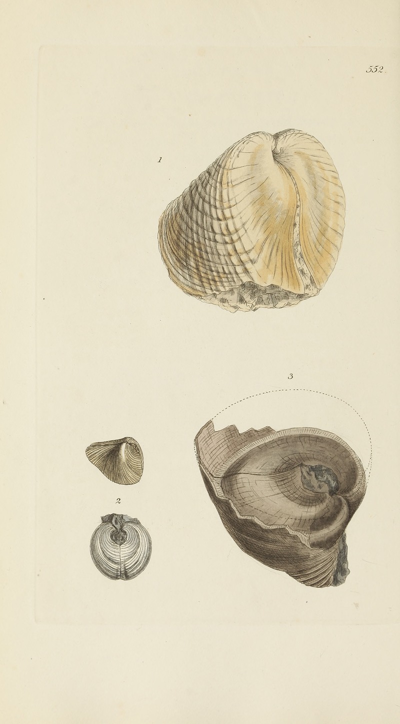James Sowerby - The mineral conchology of Great Britain Pl.340