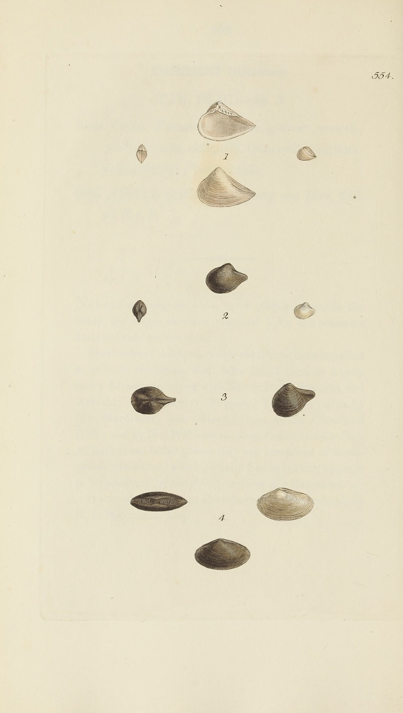 James Sowerby - The mineral conchology of Great Britain Pl.342
