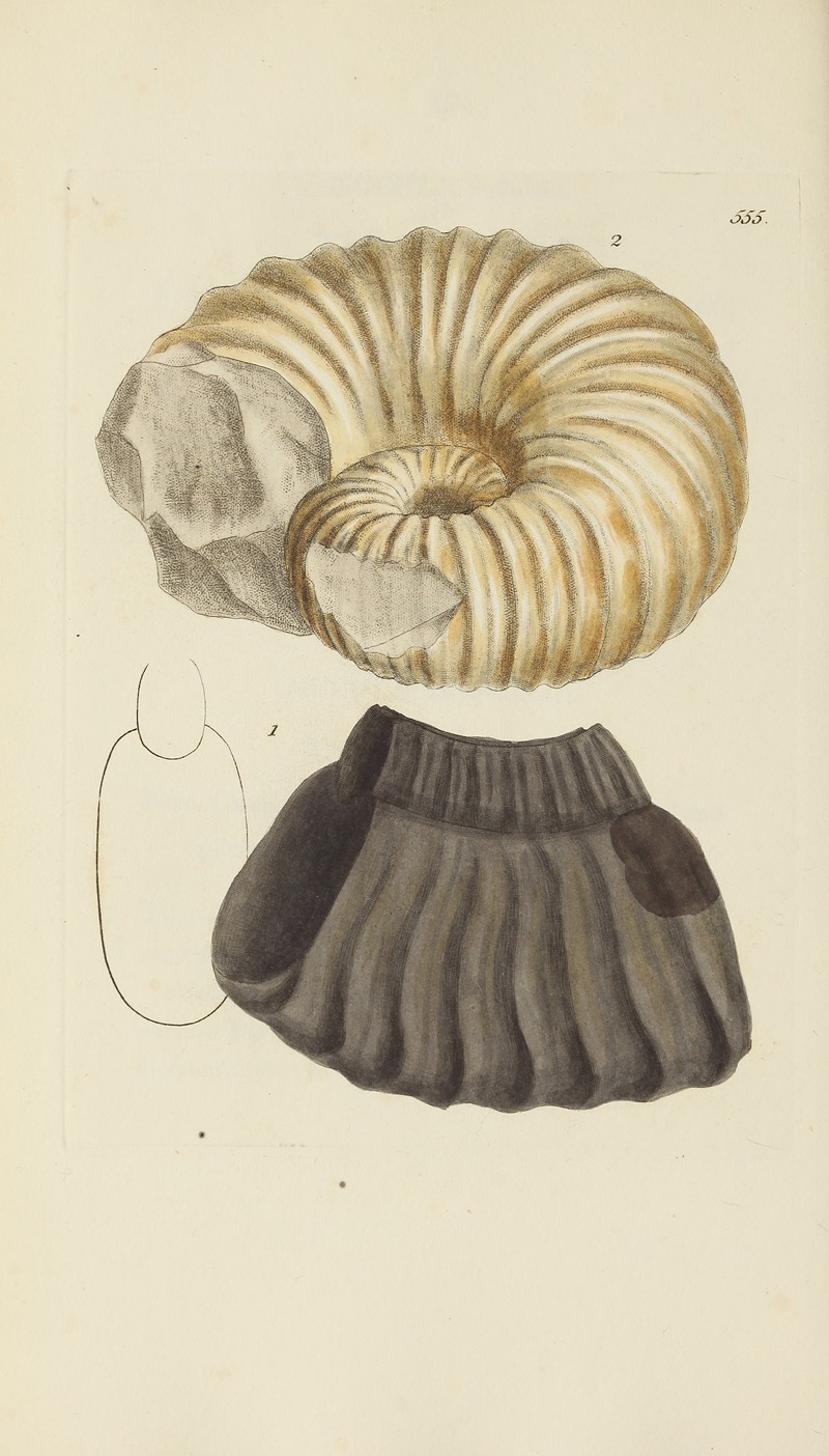 James Sowerby - The mineral conchology of Great Britain Pl.343