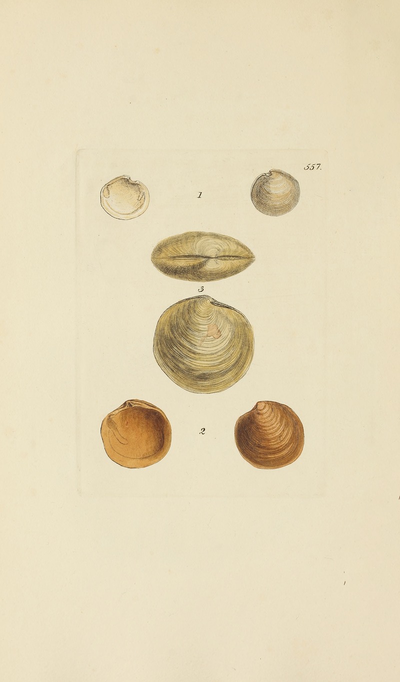 James Sowerby - The mineral conchology of Great Britain Pl.345