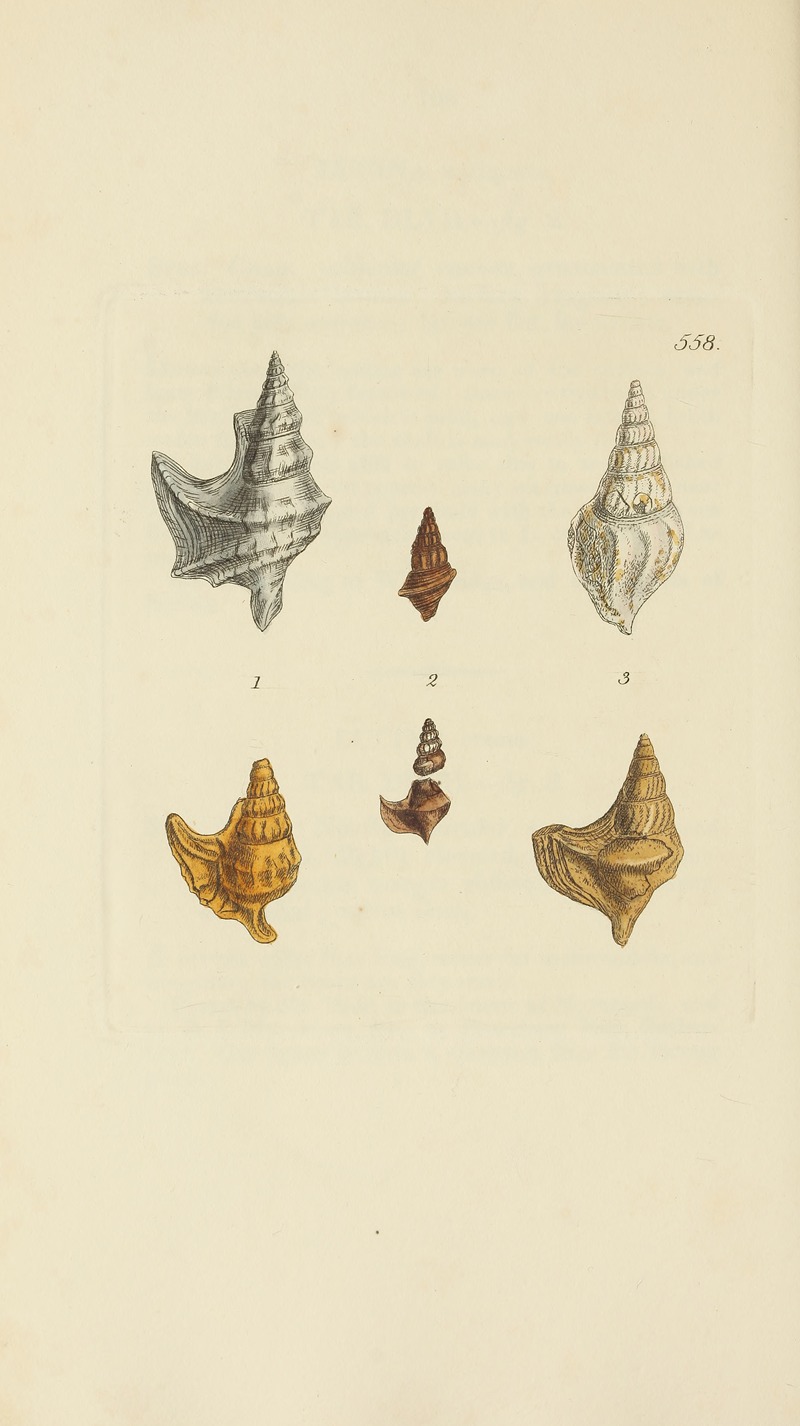 James Sowerby - The mineral conchology of Great Britain Pl.346