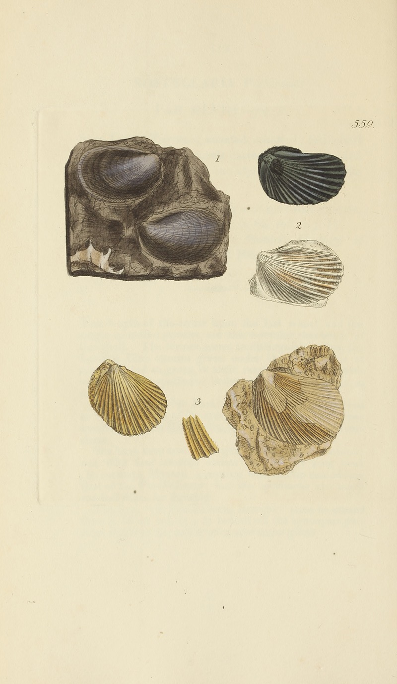 James Sowerby - The mineral conchology of Great Britain Pl.347