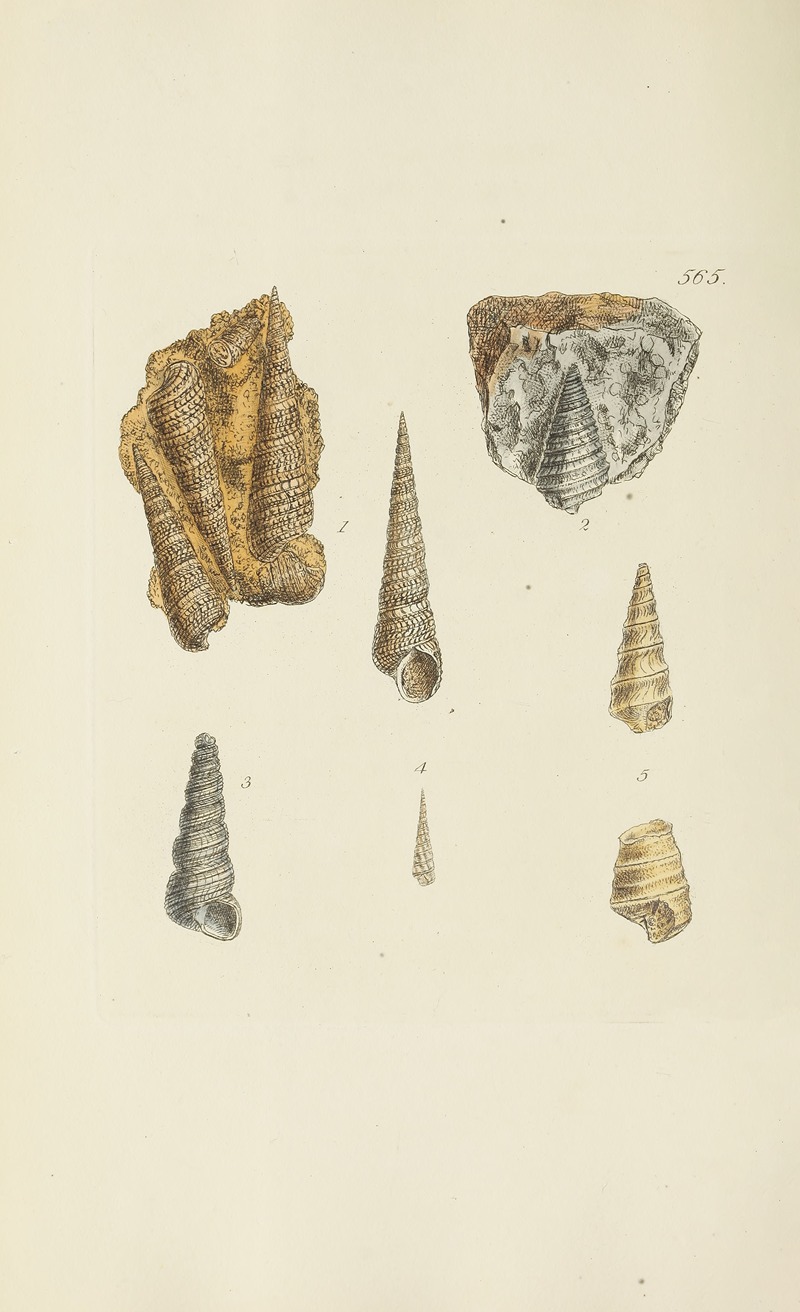 James Sowerby - The mineral conchology of Great Britain Pl.353
