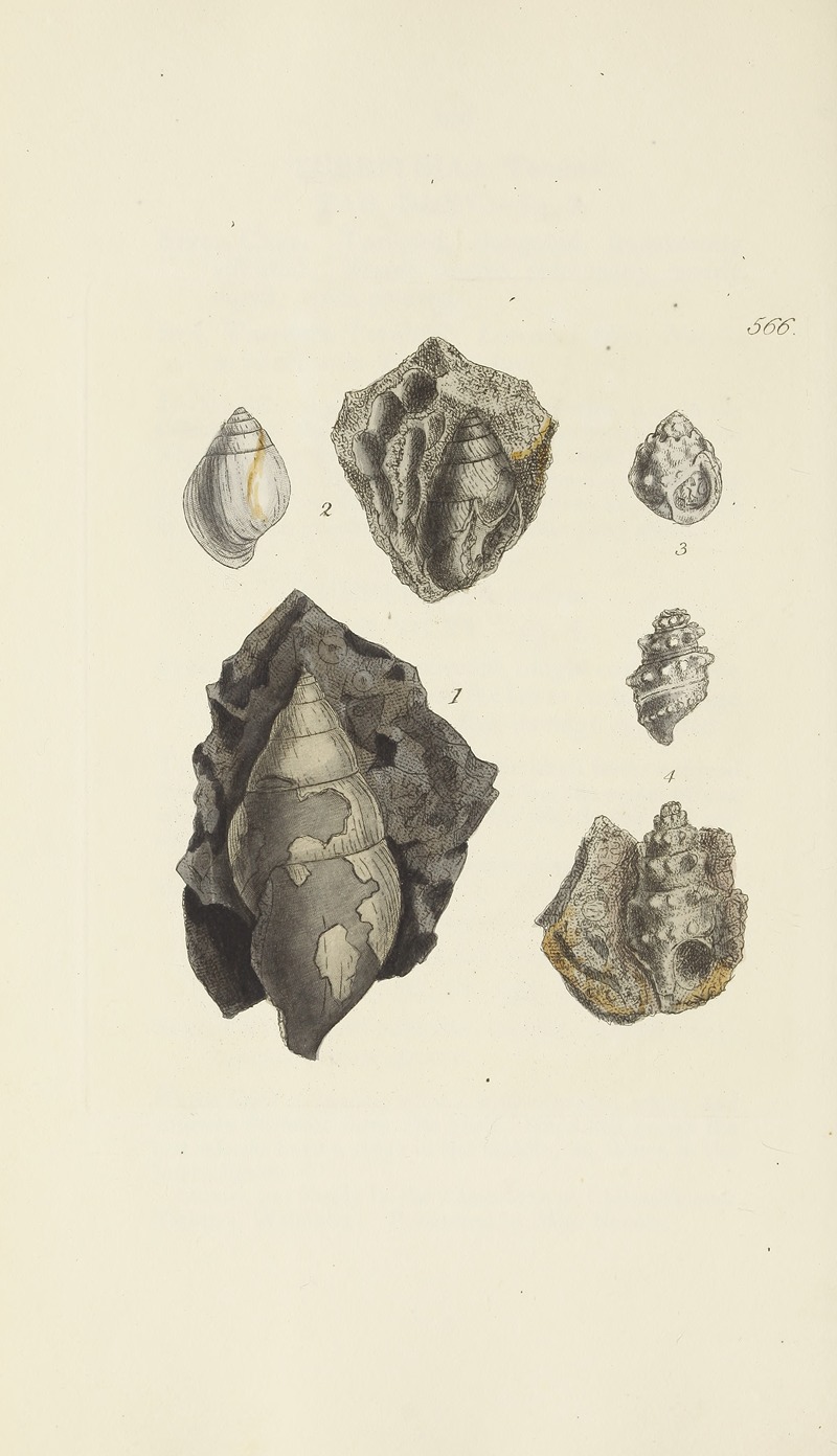 James Sowerby - The mineral conchology of Great Britain Pl.354