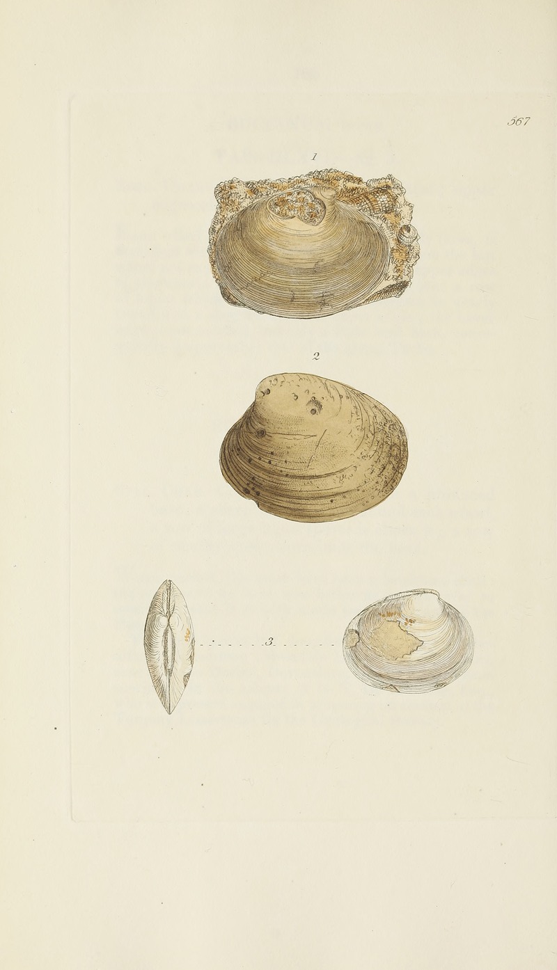 James Sowerby - The mineral conchology of Great Britain Pl.355