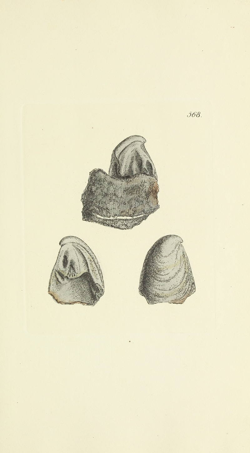 James Sowerby - The mineral conchology of Great Britain Pl.356