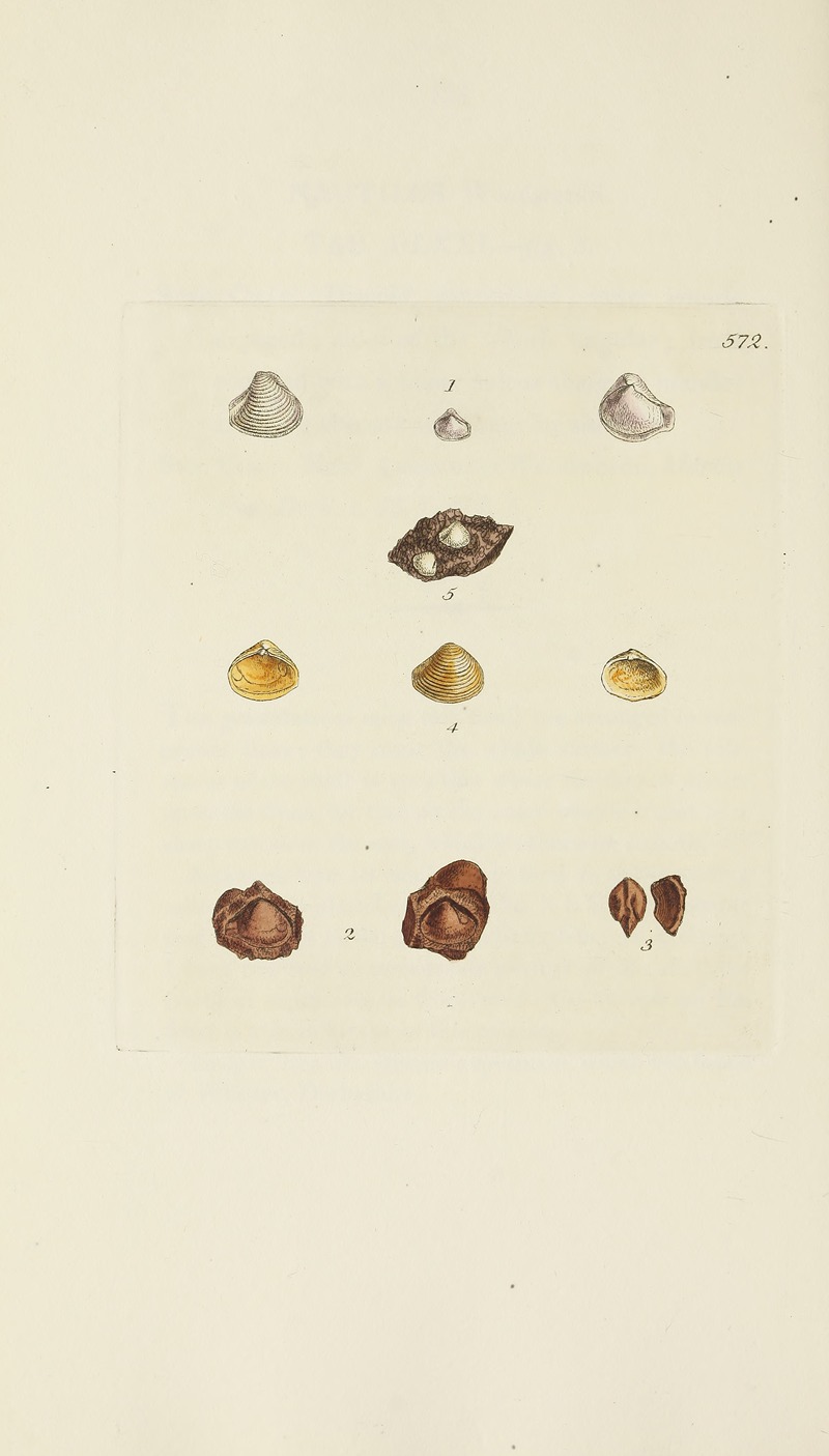 James Sowerby - The mineral conchology of Great Britain Pl.360