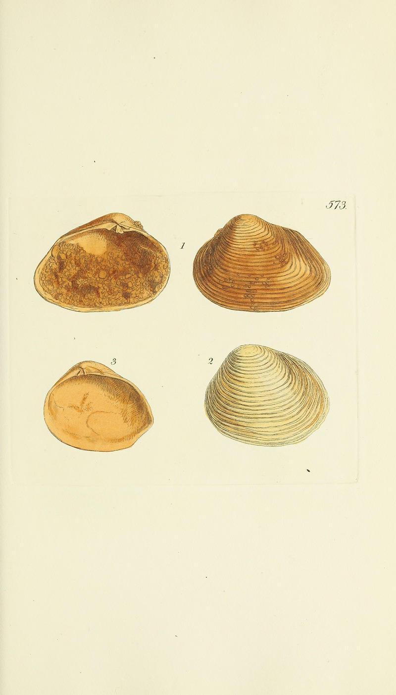 James Sowerby - The mineral conchology of Great Britain Pl.361