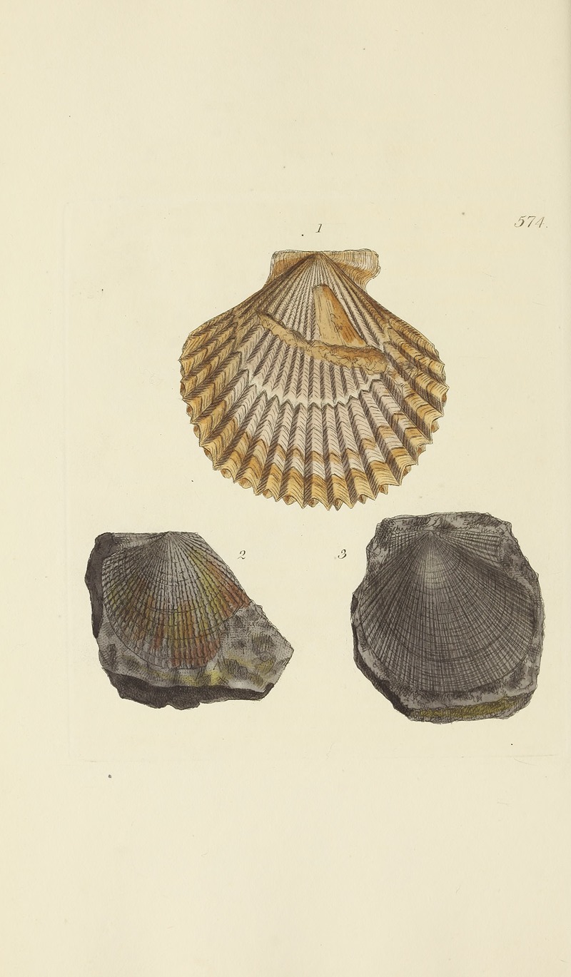 James Sowerby - The mineral conchology of Great Britain Pl.362