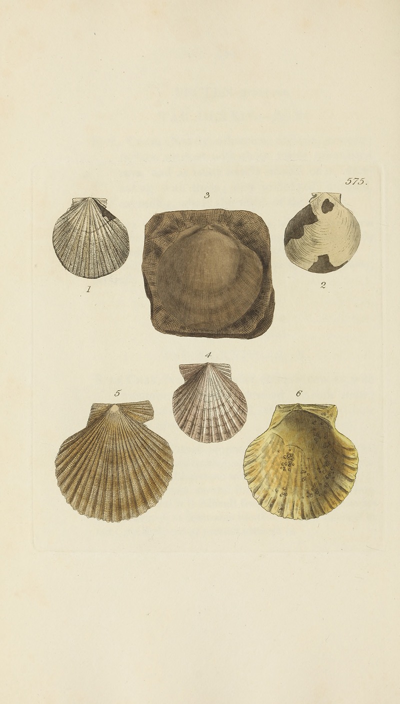 James Sowerby - The mineral conchology of Great Britain Pl.363