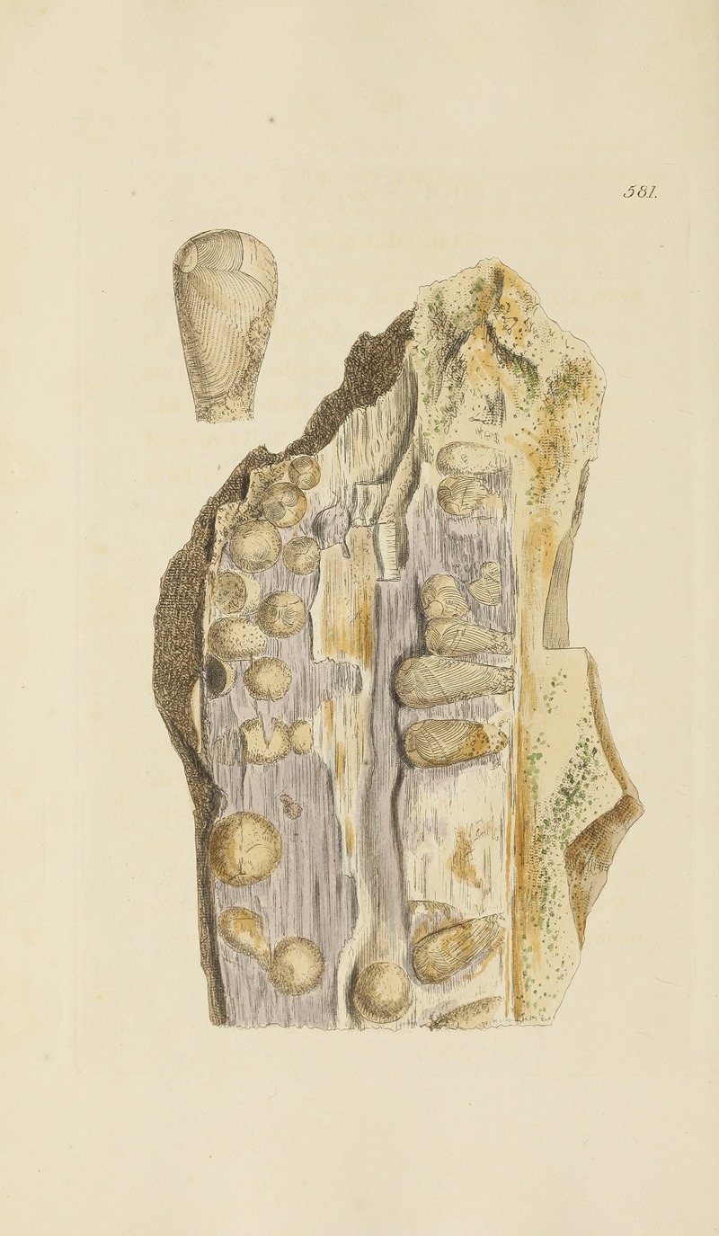 James Sowerby - The mineral conchology of Great Britain Pl.369