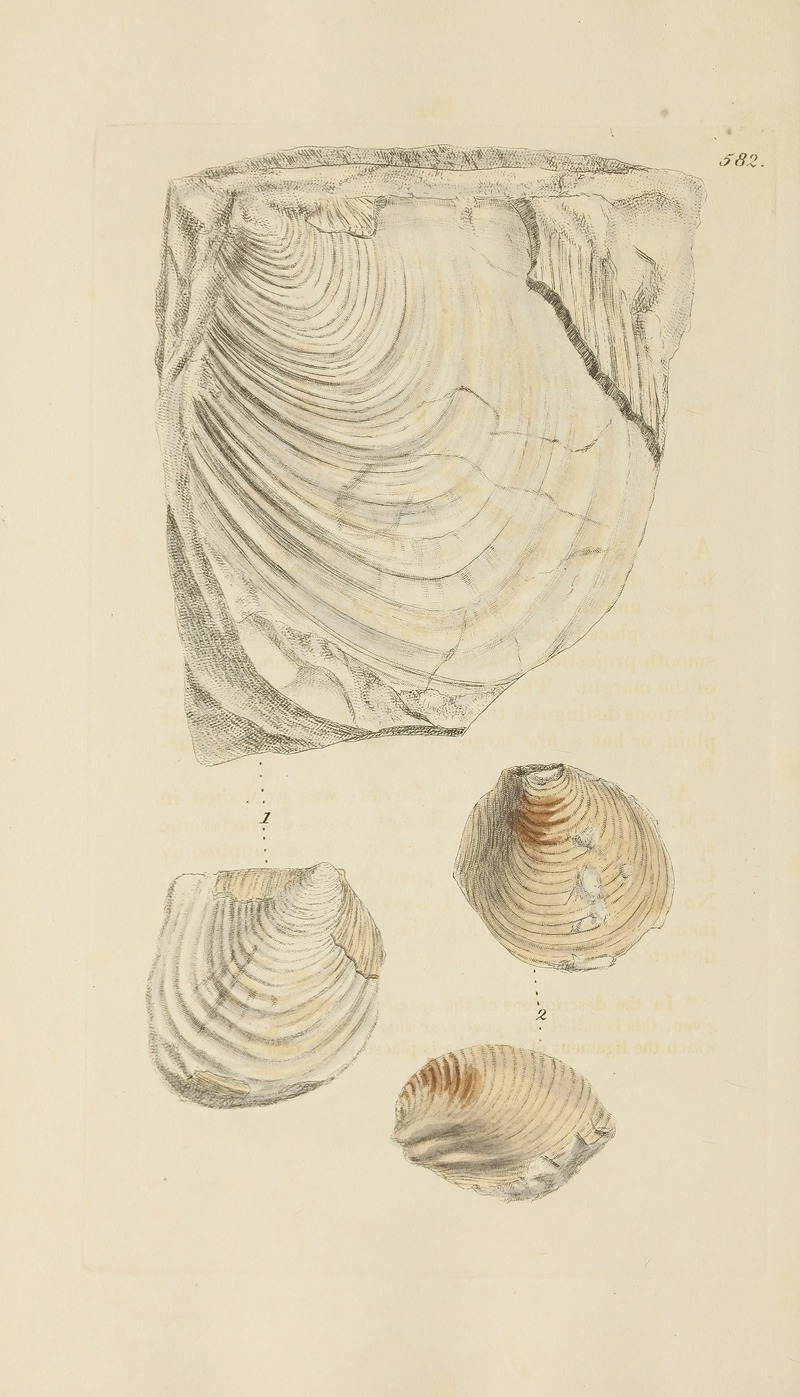 James Sowerby - The mineral conchology of Great Britain Pl.370