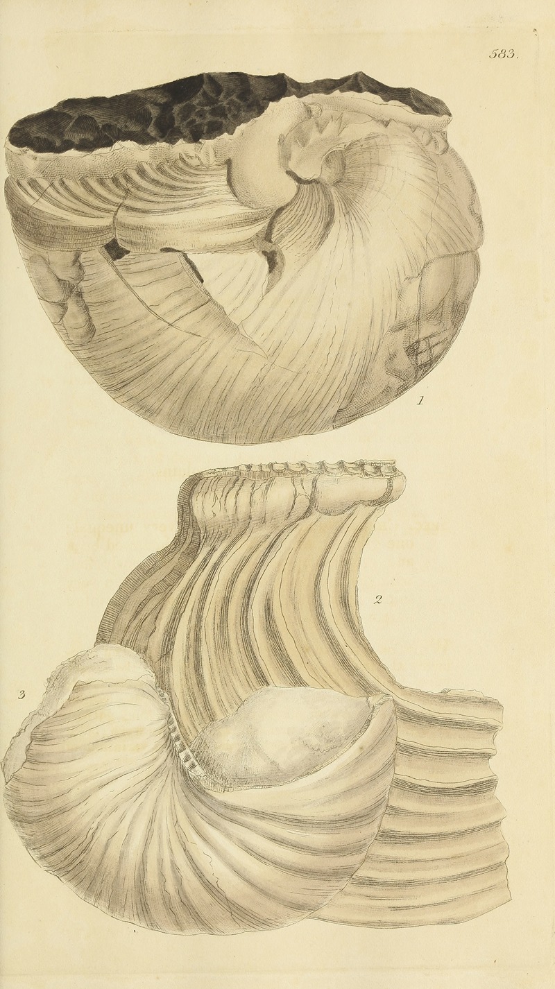 James Sowerby - The mineral conchology of Great Britain Pl.371