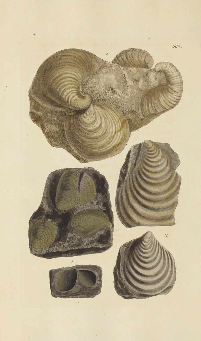 James Sowerby - The mineral conchology of Great Britain Pl.372