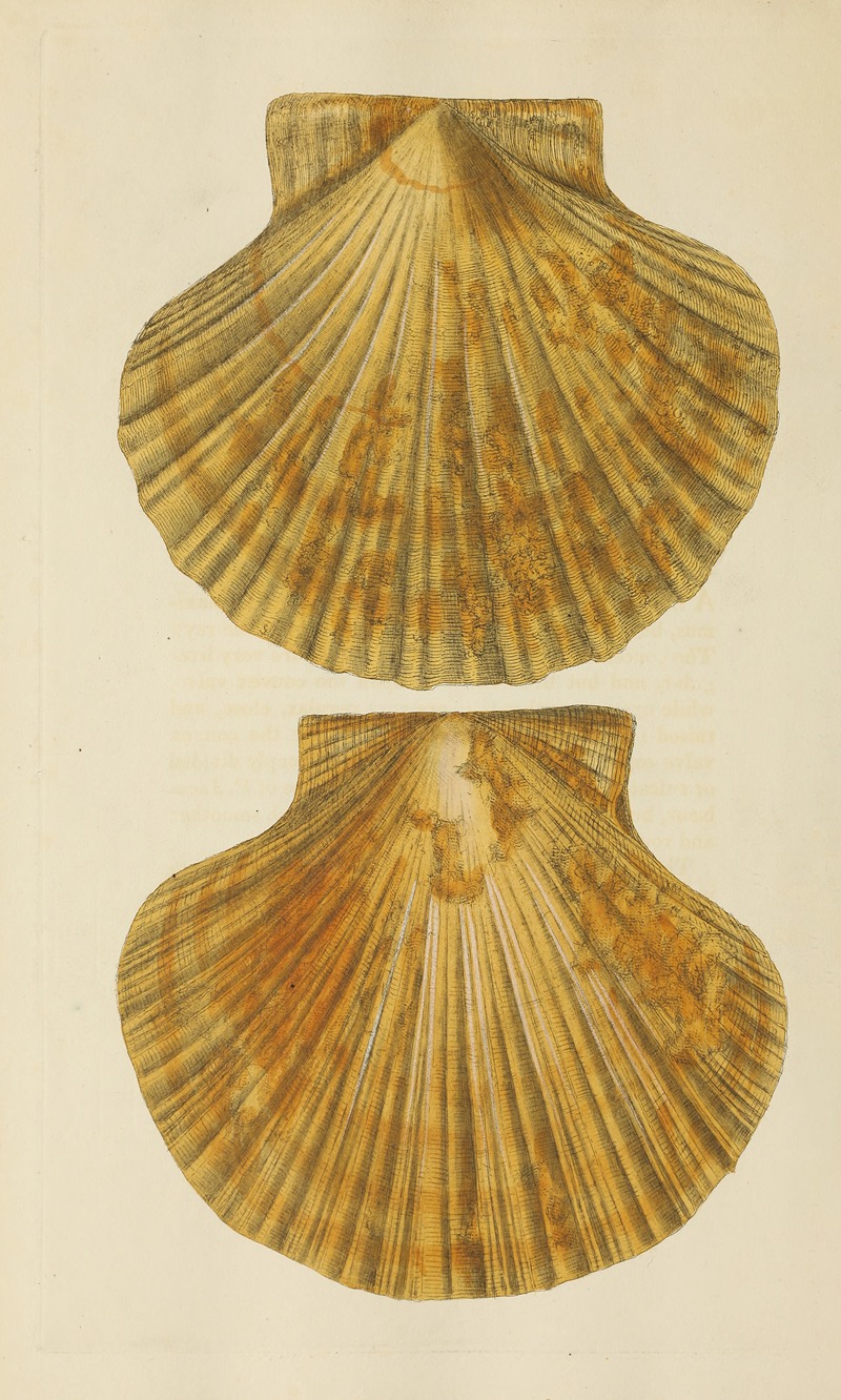 James Sowerby - The mineral conchology of Great Britain Pl.373