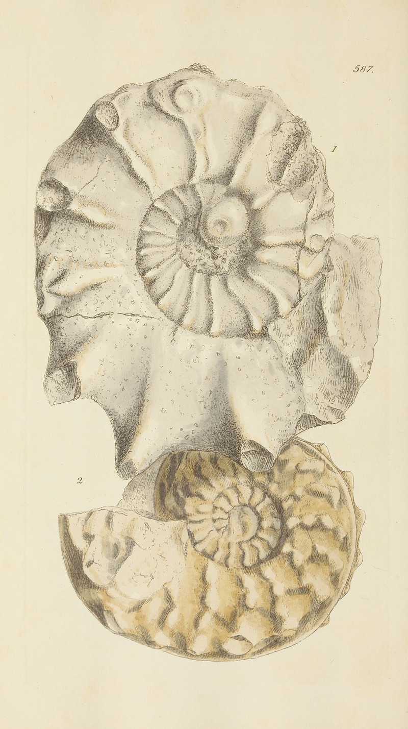 James Sowerby - The mineral conchology of Great Britain Pl.375