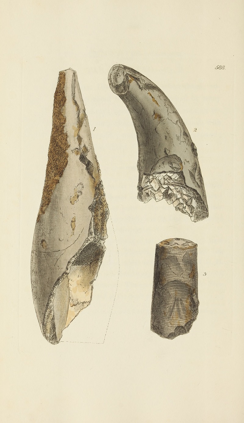 James Sowerby - The mineral conchology of Great Britain Pl.376