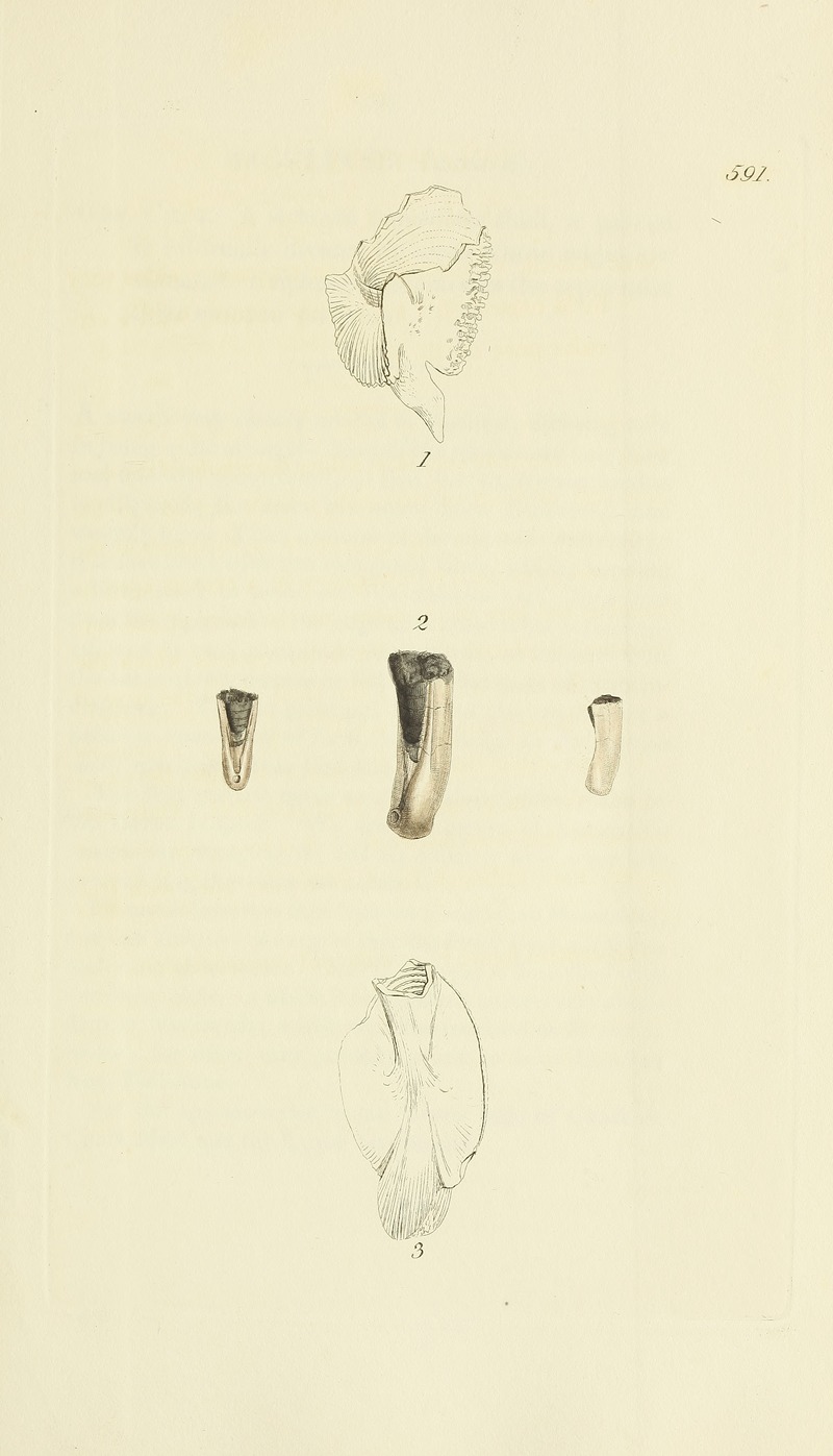 James Sowerby - The mineral conchology of Great Britain Pl.378