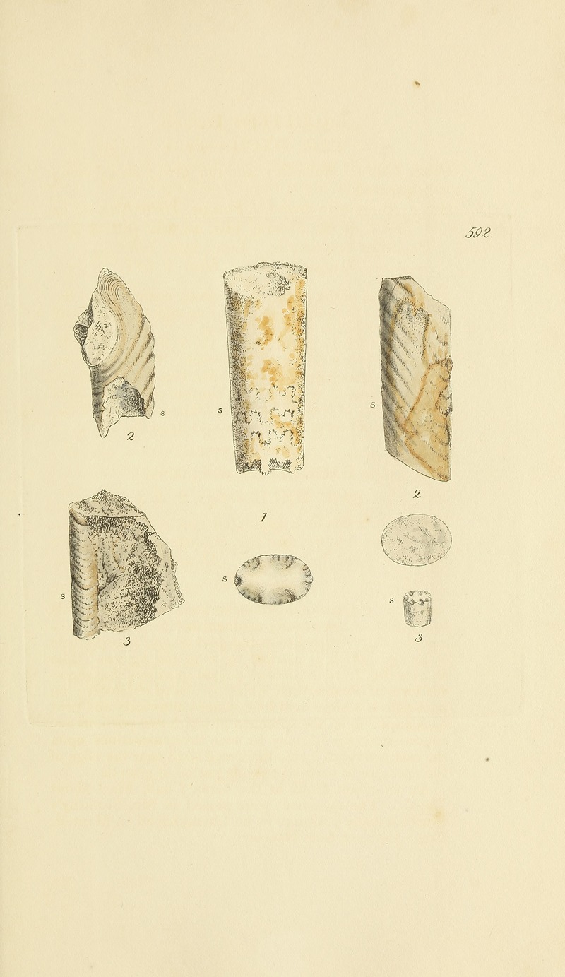 James Sowerby - The mineral conchology of Great Britain Pl.379