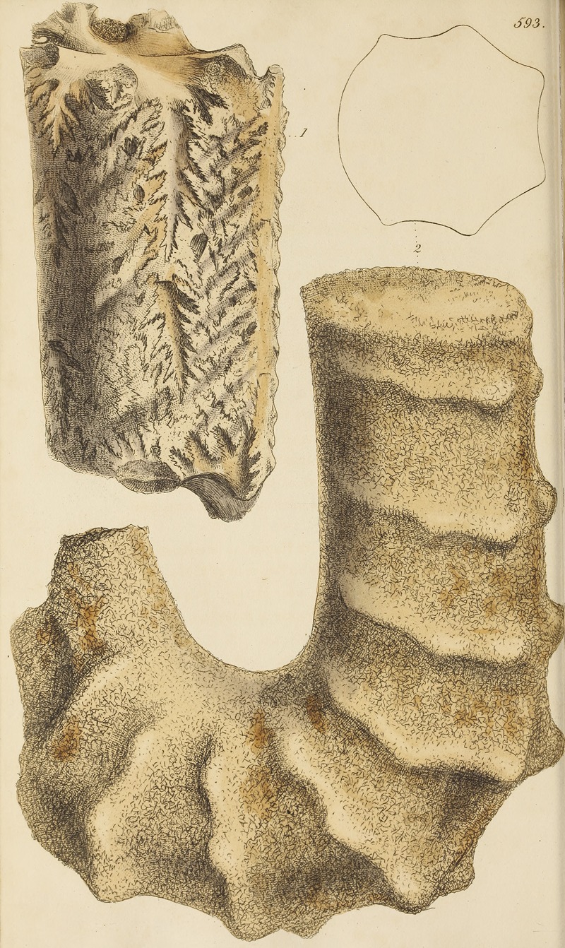 James Sowerby - The mineral conchology of Great Britain Pl.380