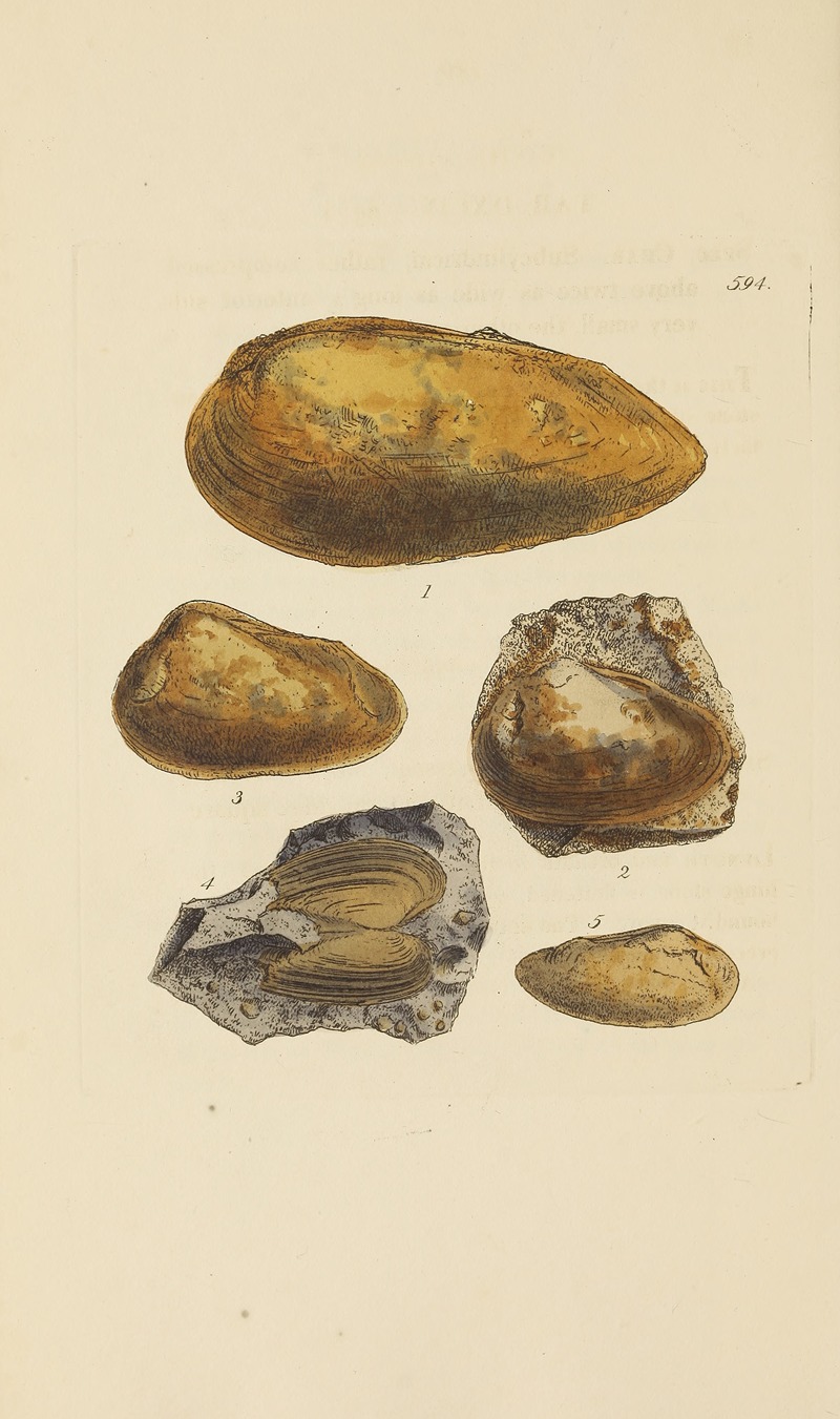 James Sowerby - The mineral conchology of Great Britain Pl.381