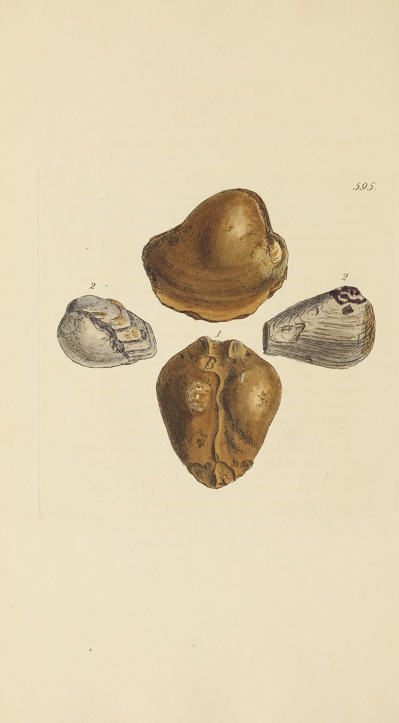 James Sowerby - The mineral conchology of Great Britain Pl.382