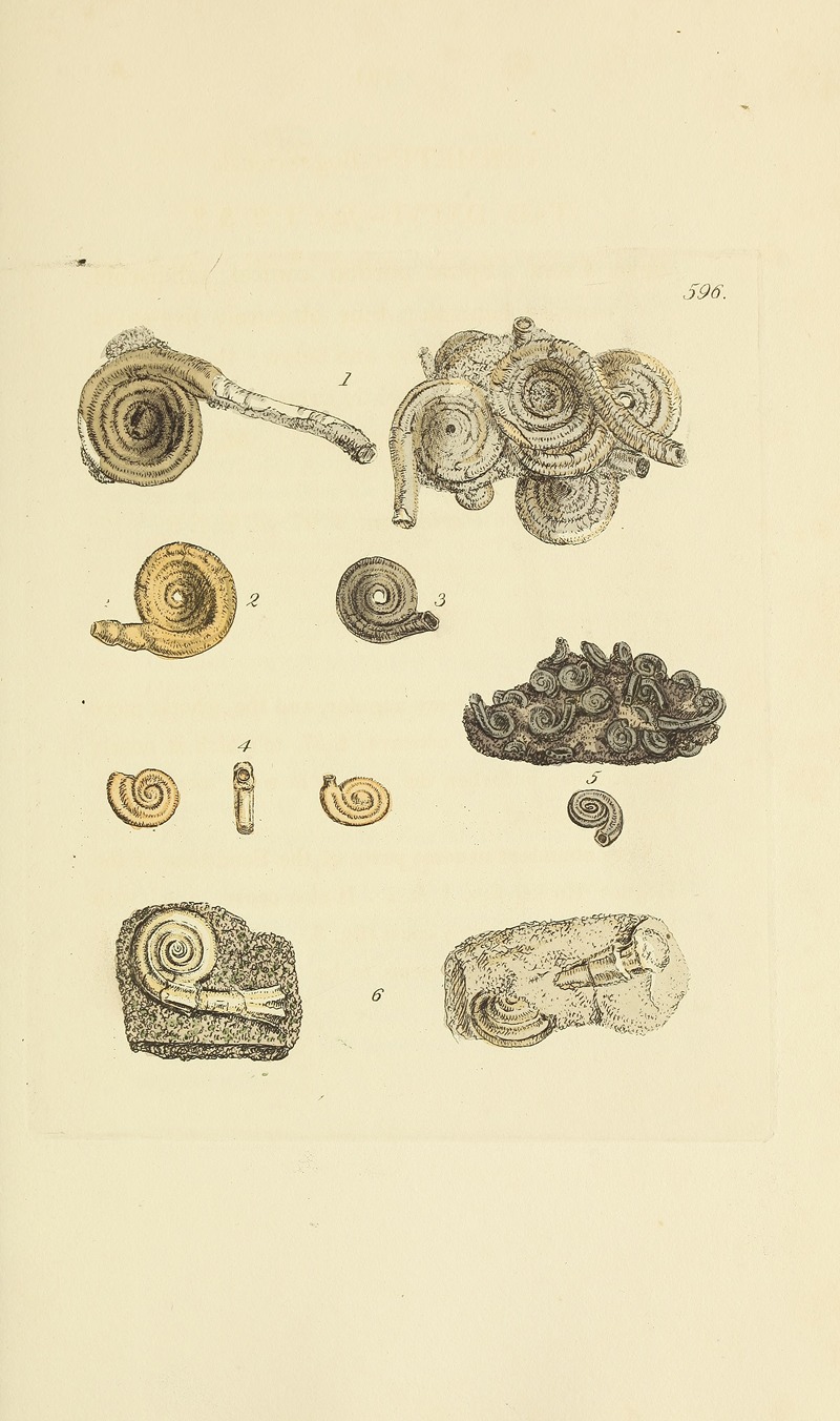 James Sowerby - The mineral conchology of Great Britain Pl.383