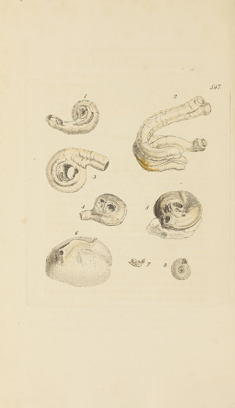 James Sowerby - The mineral conchology of Great Britain Pl.384