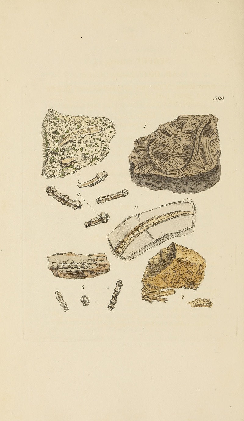 James Sowerby - The mineral conchology of Great Britain Pl.386