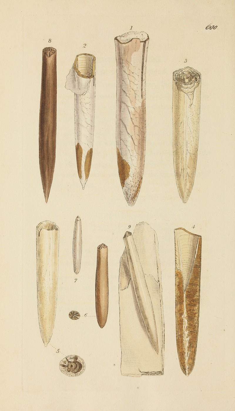 James Sowerby - The mineral conchology of Great Britain Pl.387