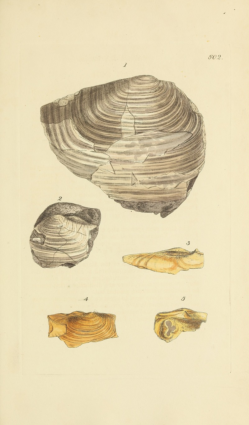 James Sowerby - The mineral conchology of Great Britain Pl.389