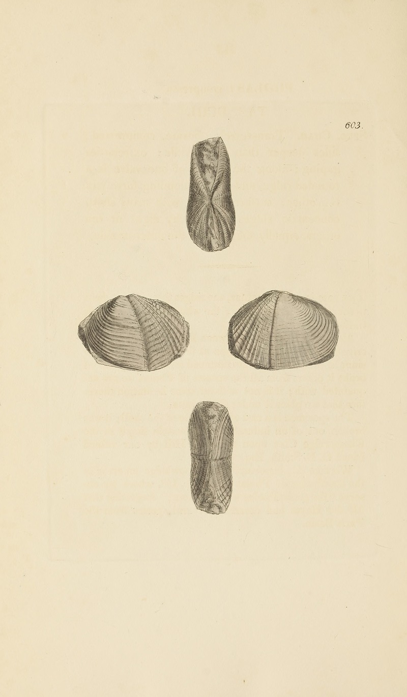 James Sowerby - The mineral conchology of Great Britain Pl.390