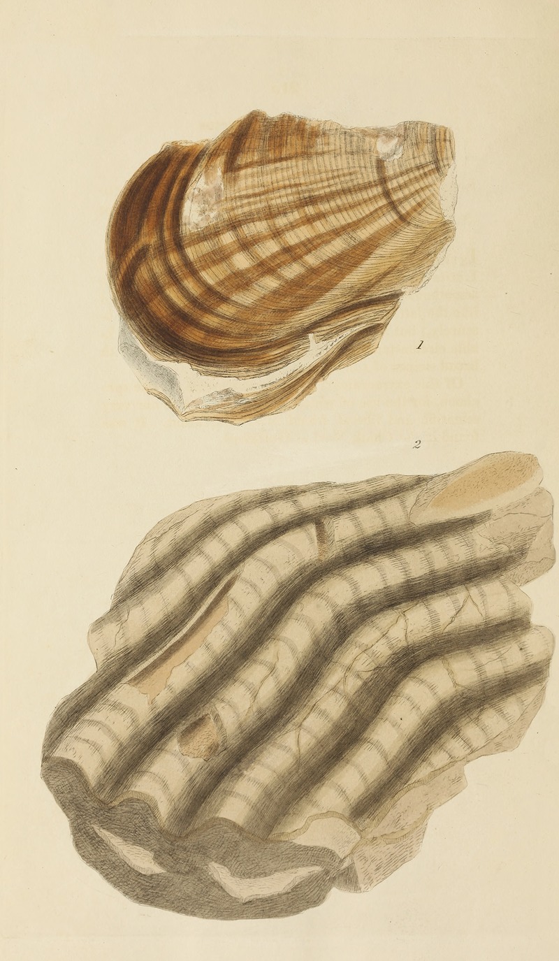 James Sowerby - The mineral conchology of Great Britain Pl.391