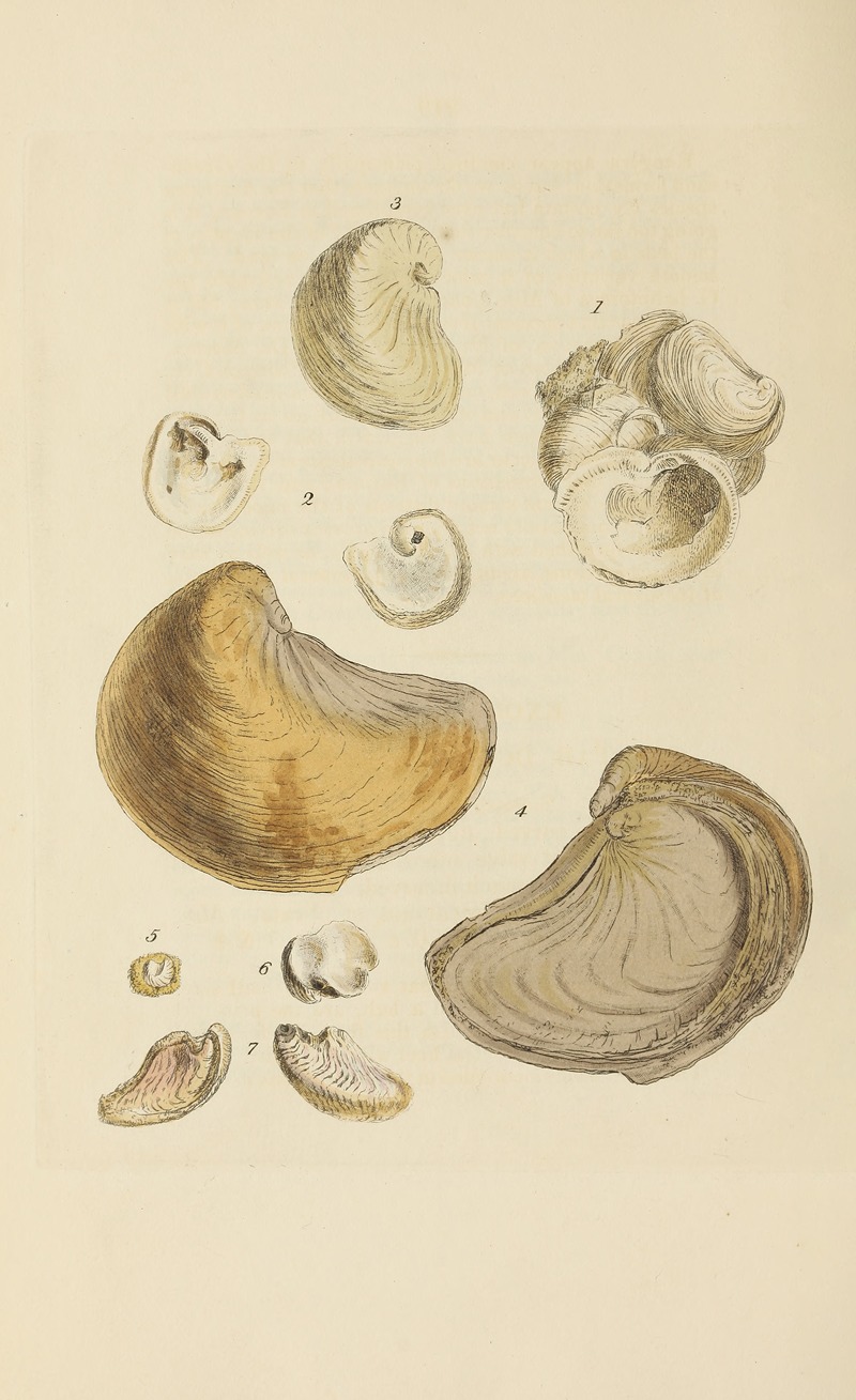 James Sowerby - The mineral conchology of Great Britain Pl.392