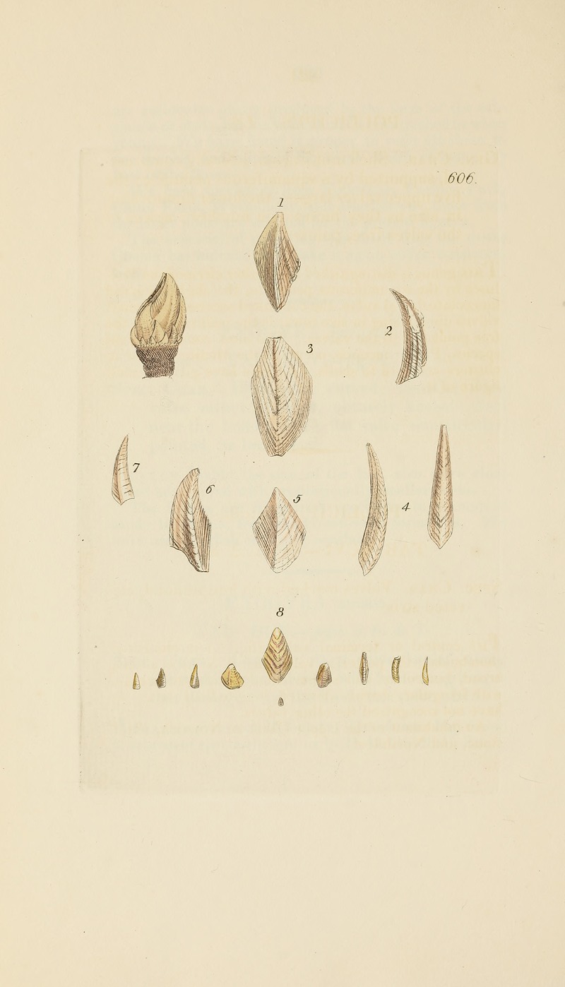 James Sowerby - The mineral conchology of Great Britain Pl.393
