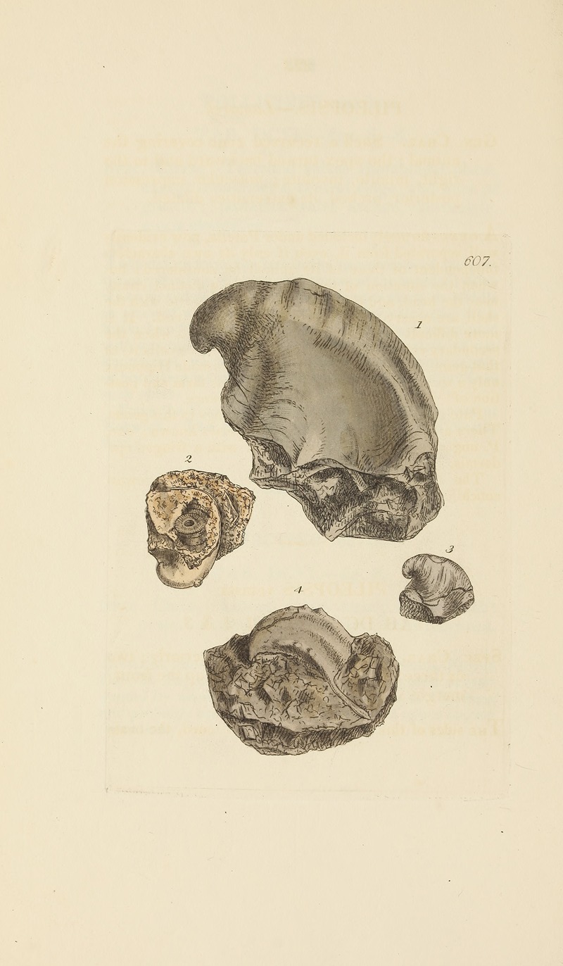 James Sowerby - The mineral conchology of Great Britain Pl.394