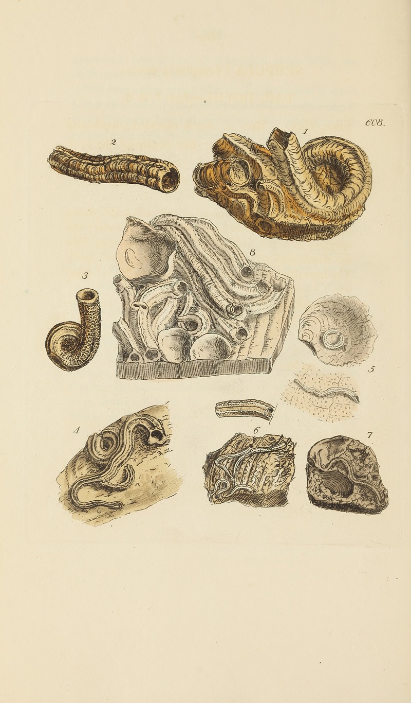 James Sowerby - The mineral conchology of Great Britain Pl.395