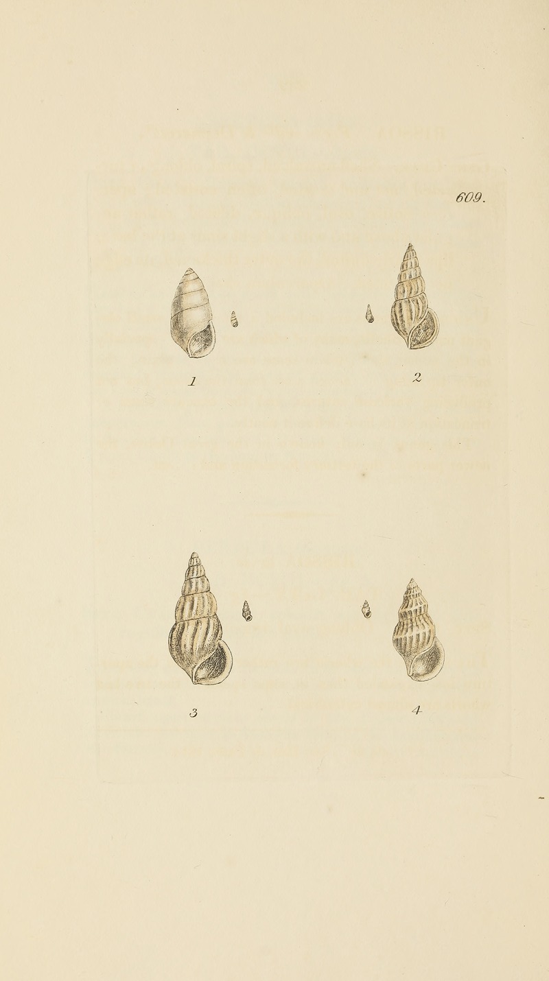 James Sowerby - The mineral conchology of Great Britain Pl.396