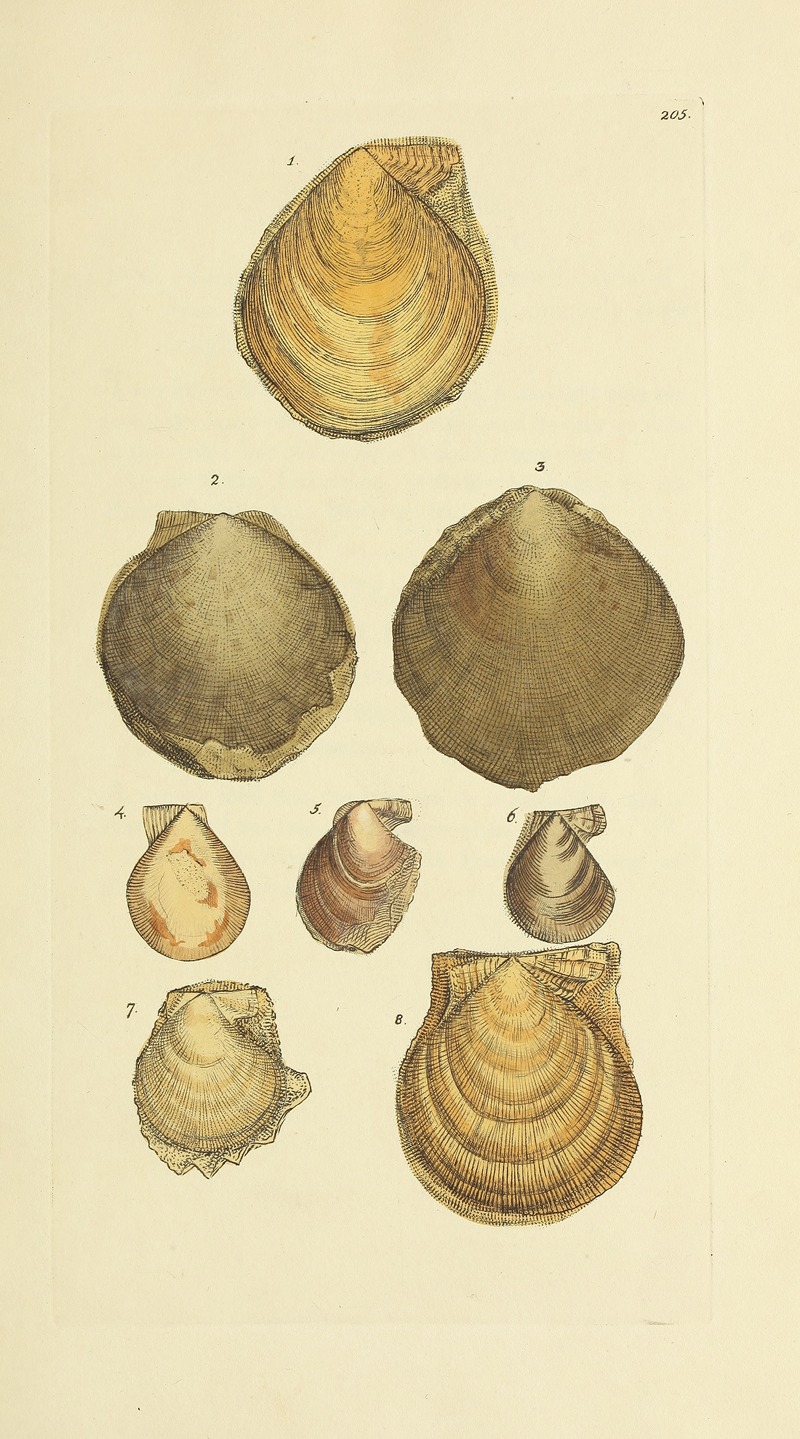 James Sowerby - The mineral conchology of Great Britain Pl.398