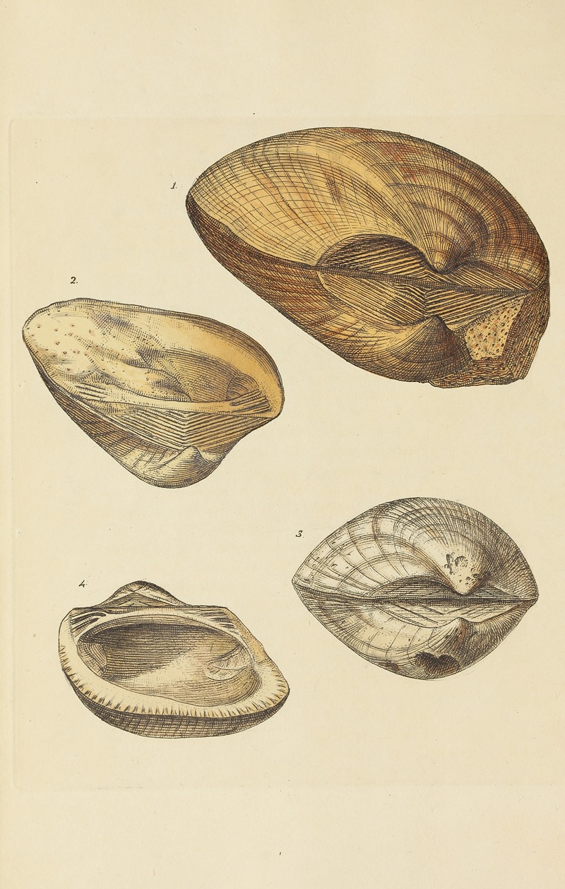 James Sowerby - The mineral conchology of Great Britain Pl.399
